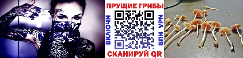 Псилоцибиновые грибы Magic Shrooms  купить   Чадан 