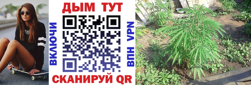 Шишки марихуана план Чадан